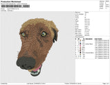 dog b 030423